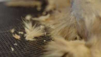 Dealing with Shedding