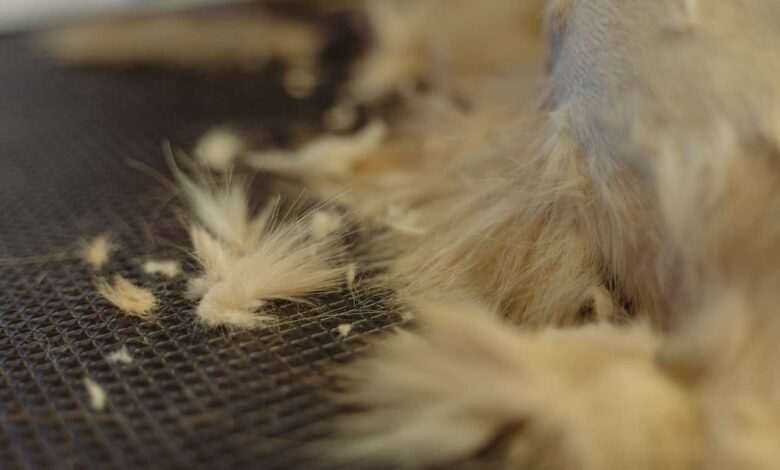 Dealing with Shedding