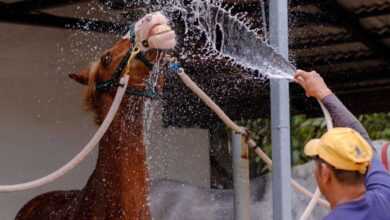 DIY Horse Bathing Tips: Keeping Your Equine refresh and Clean