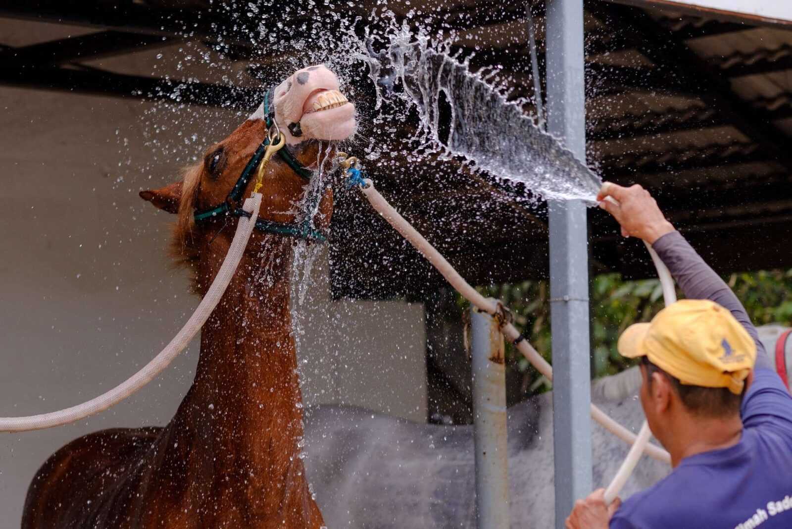 DIY Horse Bathing Tips: Keeping Your Equine refresh and Clean