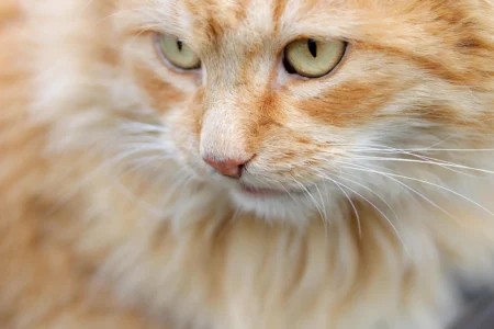 Managing Pet Weight Problems: Ideas for a Healthier Weight Managing Pet Weight Problems: Ideas for a Healthier Weight