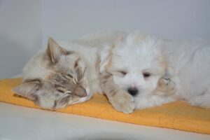 The Significance of Exercise: Keeping Your Pet Fit and Happy