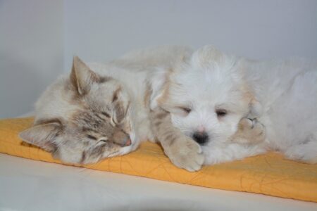 The Significance of Exercise: Keeping Your Pet Fit and Happy