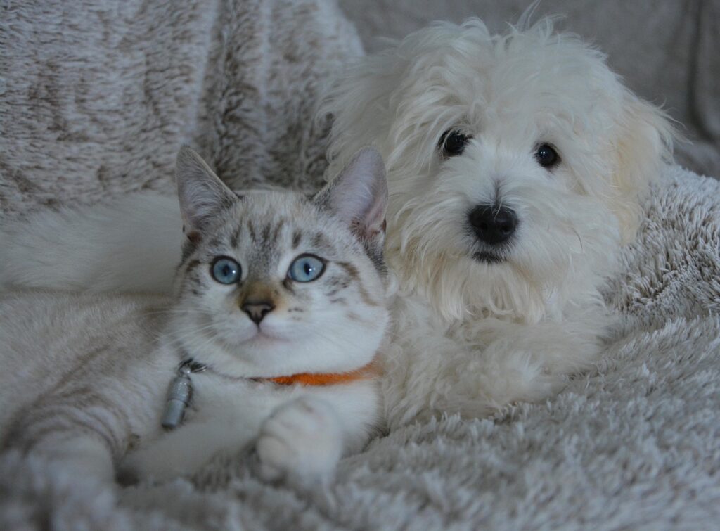 The Advantages of Regular Playtime: Keeping Your Pet Mentally Sharp