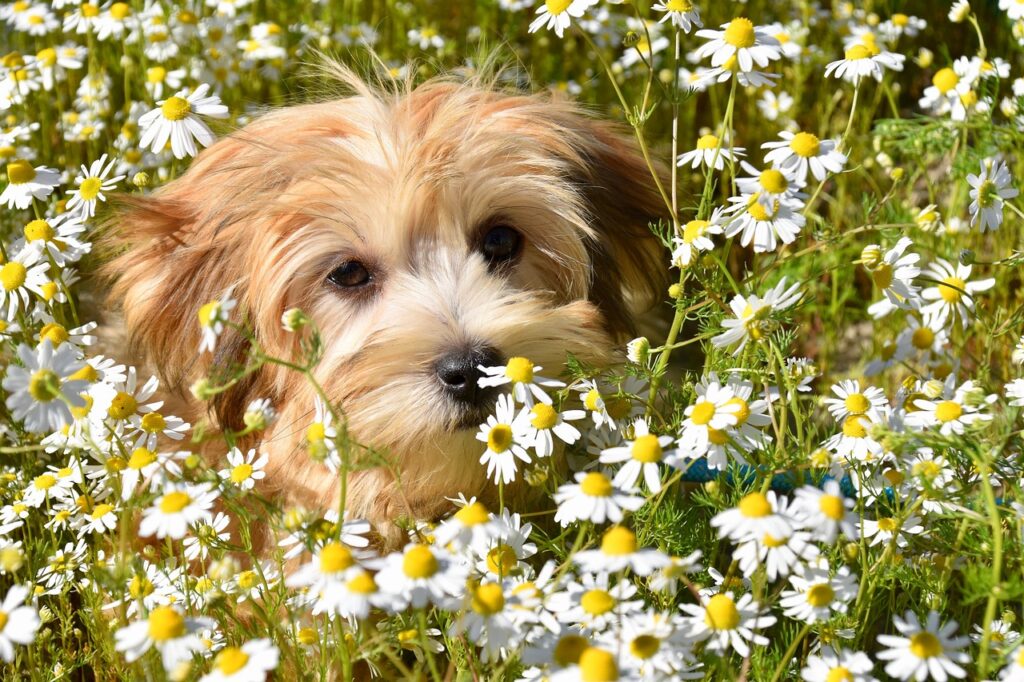 Pet-Friendly Plants: Creating a Safe Garden for Your Pet
