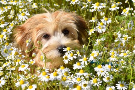 Pet-Friendly Plants: Creating a Safe Garden for Your Pet