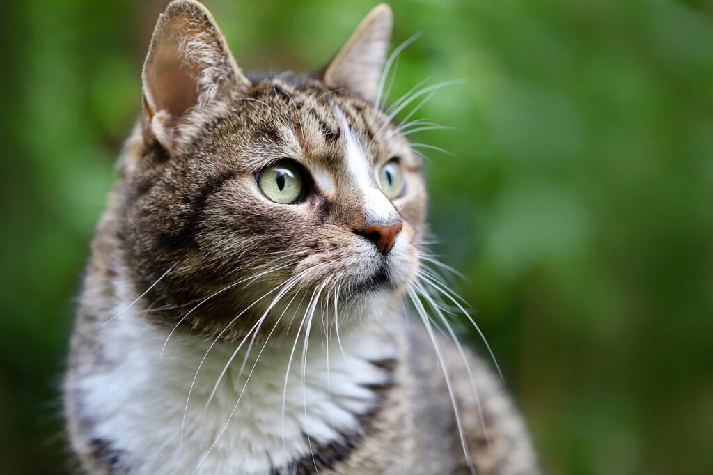 Pet Parasites: Identification, Remedy, and Prevention