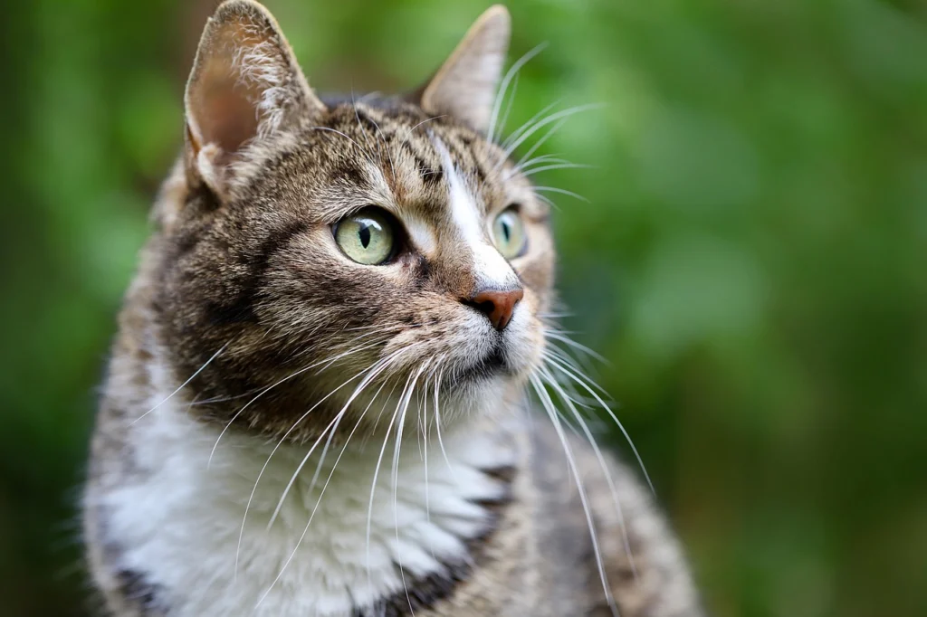 Pet Parasites: Identification, Remedy, and Prevention