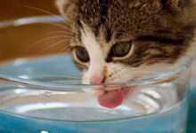 pet hydration