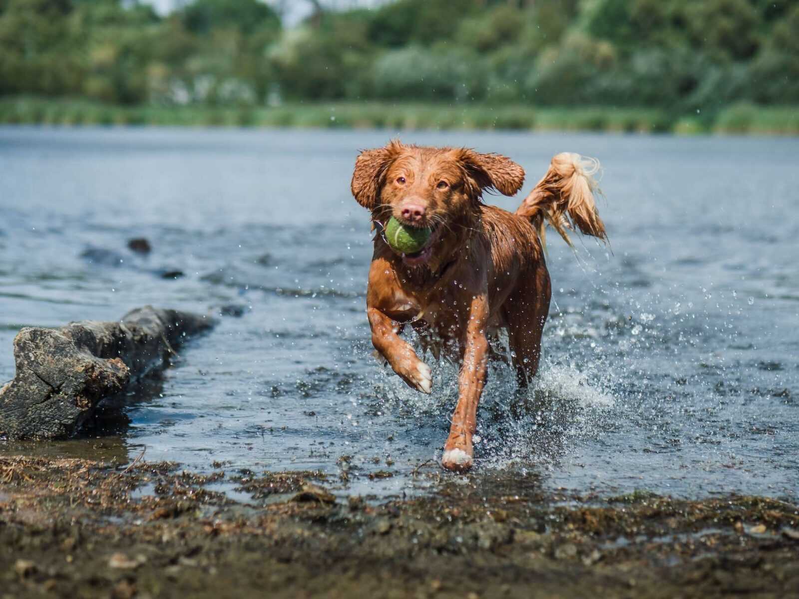 The Benefits of Regular Playtime