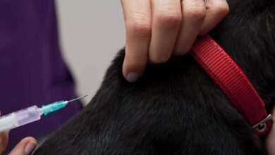 Preventative Pet Health: A Comprehensive Guide