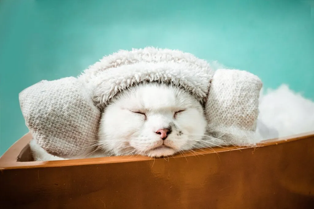 Pet Spa Day: Pampering Your Furry Friend at Home