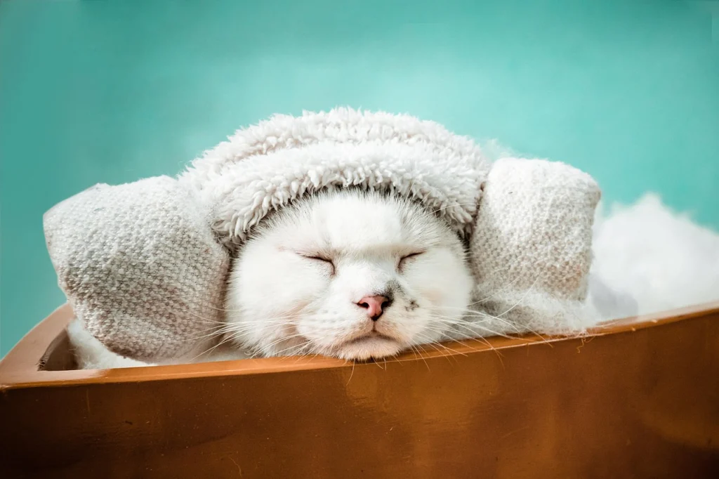 Pet Spa Day: Pampering Your Furry Friend at Home