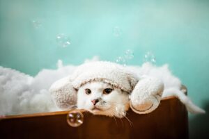 Pet Spa Day: Pampering Your Furry Friend at Home