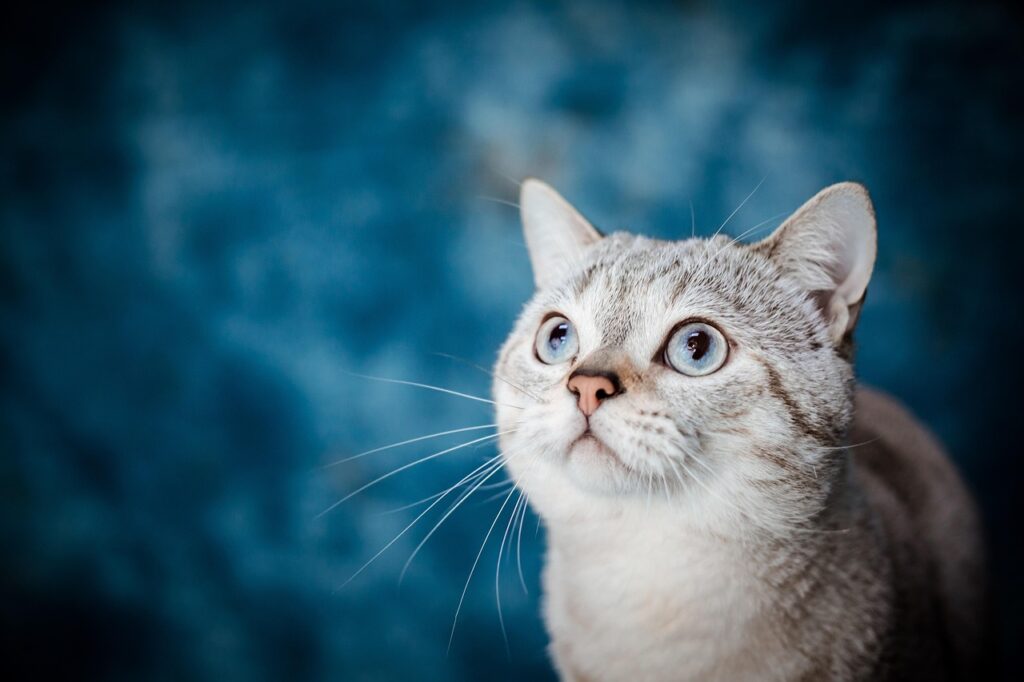 Flea and Tick Management: Defending Your Cat From Pests