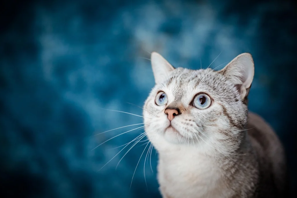 Flea and Tick Management: Defending Your Cat From Pests