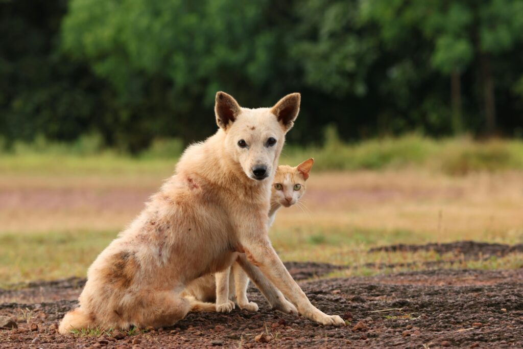 The Significance of Exercise: Keeping Your Pet Fit and Happy