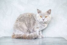 Maintaining a Healthy Coat: Cat Diet and Nutrition Tips