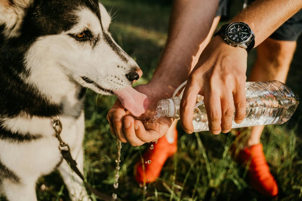 Pet Hydration: Ensuring Your Pet Stays Properly Hydrated