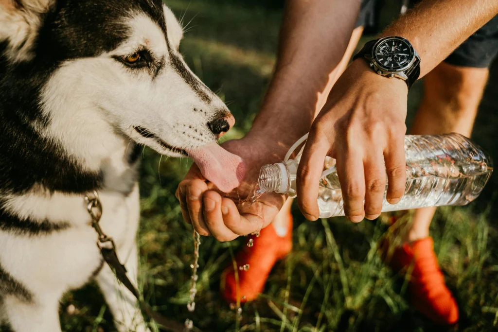Pet Hydration: Ensuring Your Pet Stays Properly Hydrated