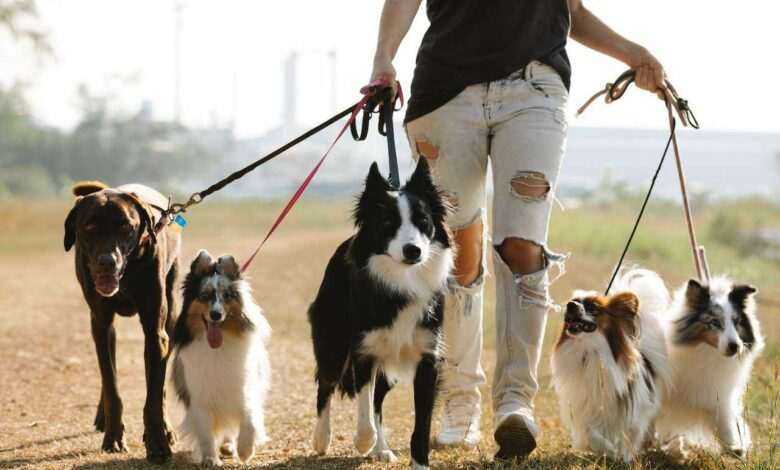 Leash Training for Dogs