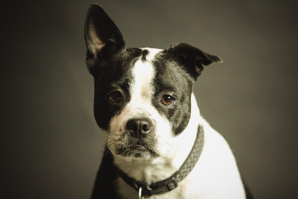 Managing Pet Weight Problems: Ideas for a Healthier Weight