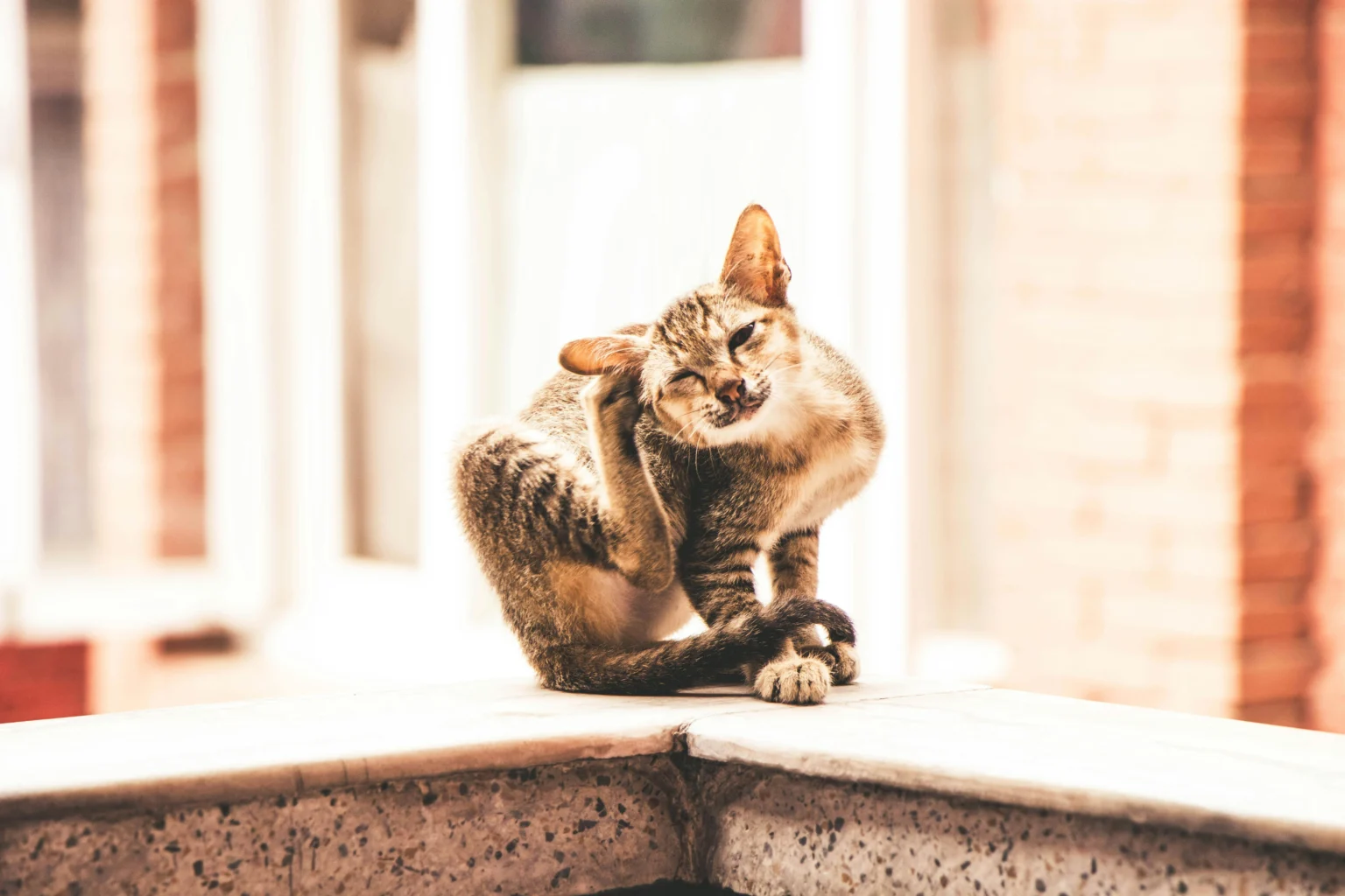 Flea and Tick Management: Defending Your Cat From Pests Flea and Tick Management: Defending Your Cat From Pests