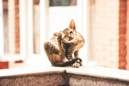 Flea and Tick Management: Defending Your Cat From Pests