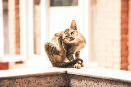 Flea and Tick Management: Defending Your Cat From Pests Flea and Tick Management: Defending Your Cat From Pests