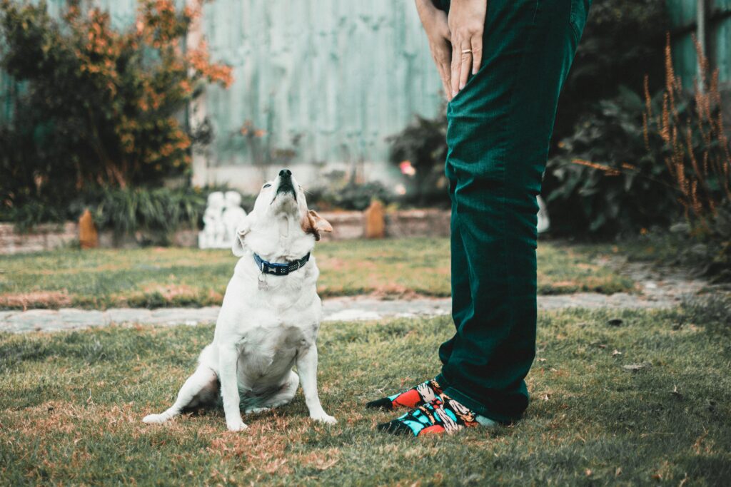 Older Pet Care: A Complete Guide to Loving Your Pet