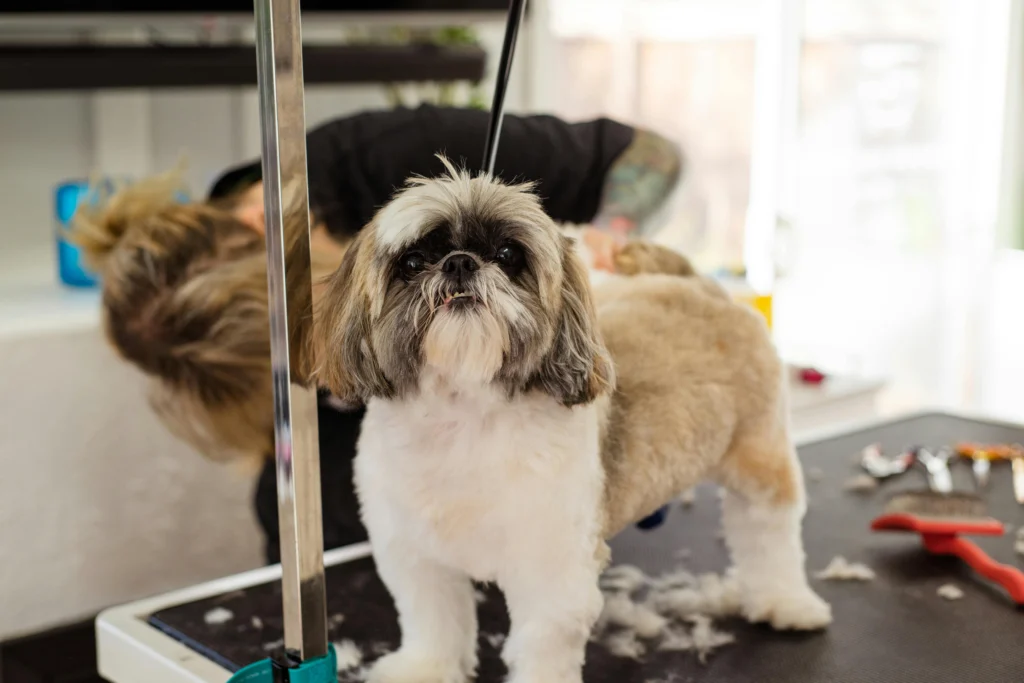 Dealing with Pet Hair: Strategies for Managing Pet Shedding