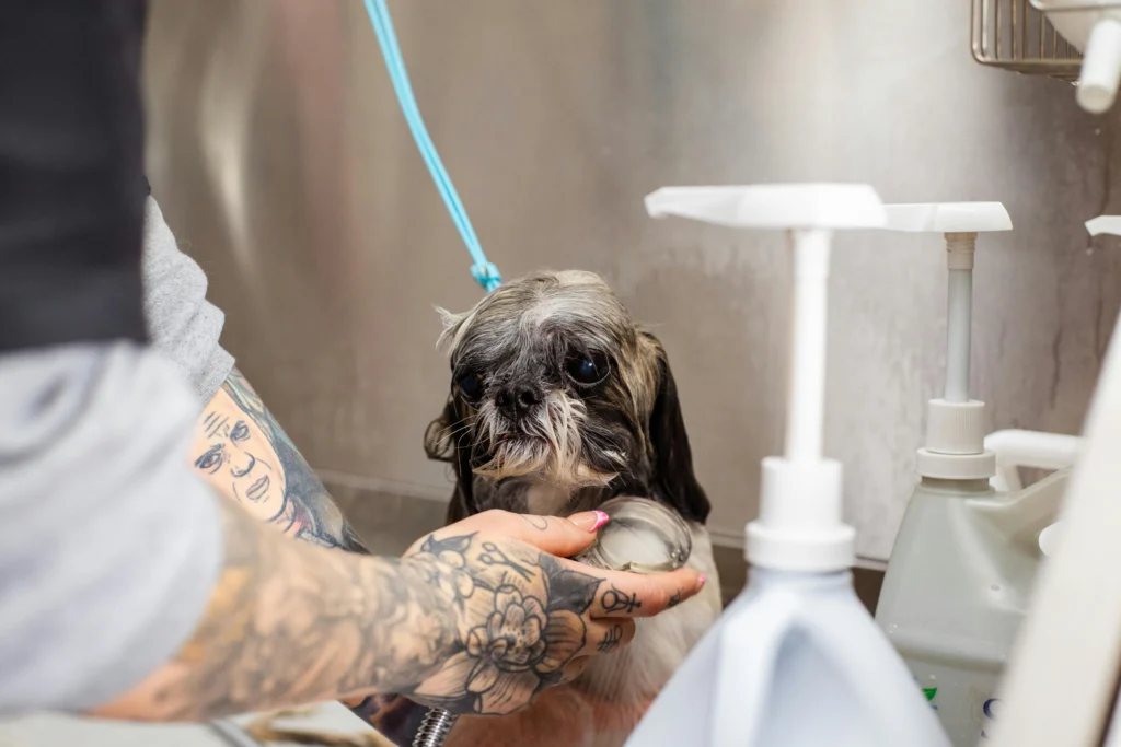Pet Spa Day: Pampering Your Furry Friend at Home