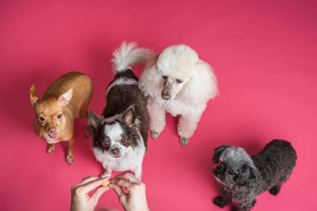 Pet First Aid Kit