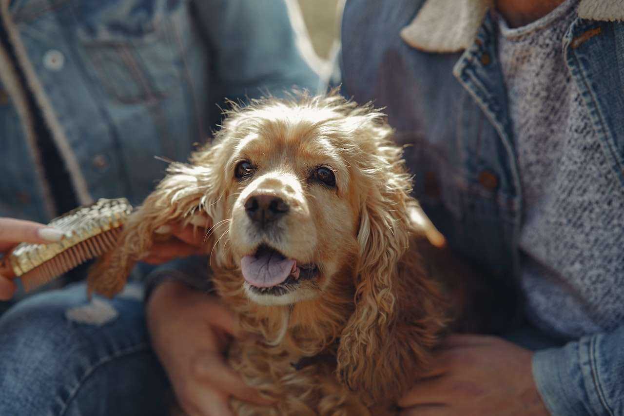 Brushing Basics: How to Keep Your Pet's Coat Healthy