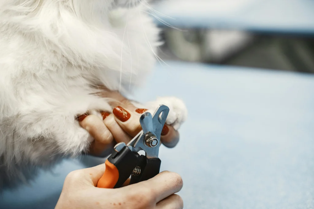 Pet Nail Trimming: Keeping Your Pet's Paws in Top Shape