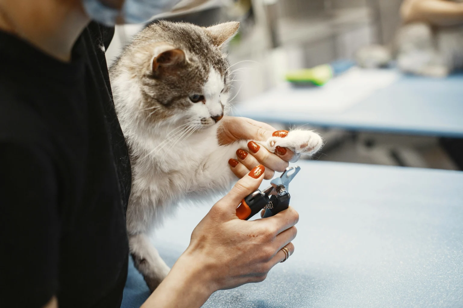 Pet Nail Trimming: Keeping Your Pet’s Paws in Top Shape Pet Nail Trimming: Keeping Your Pet's Paws in Top Shape