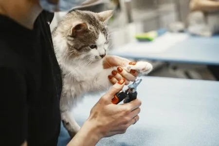 Pet Nail Trimming: Keeping Your Pet's Paws in Top Shape