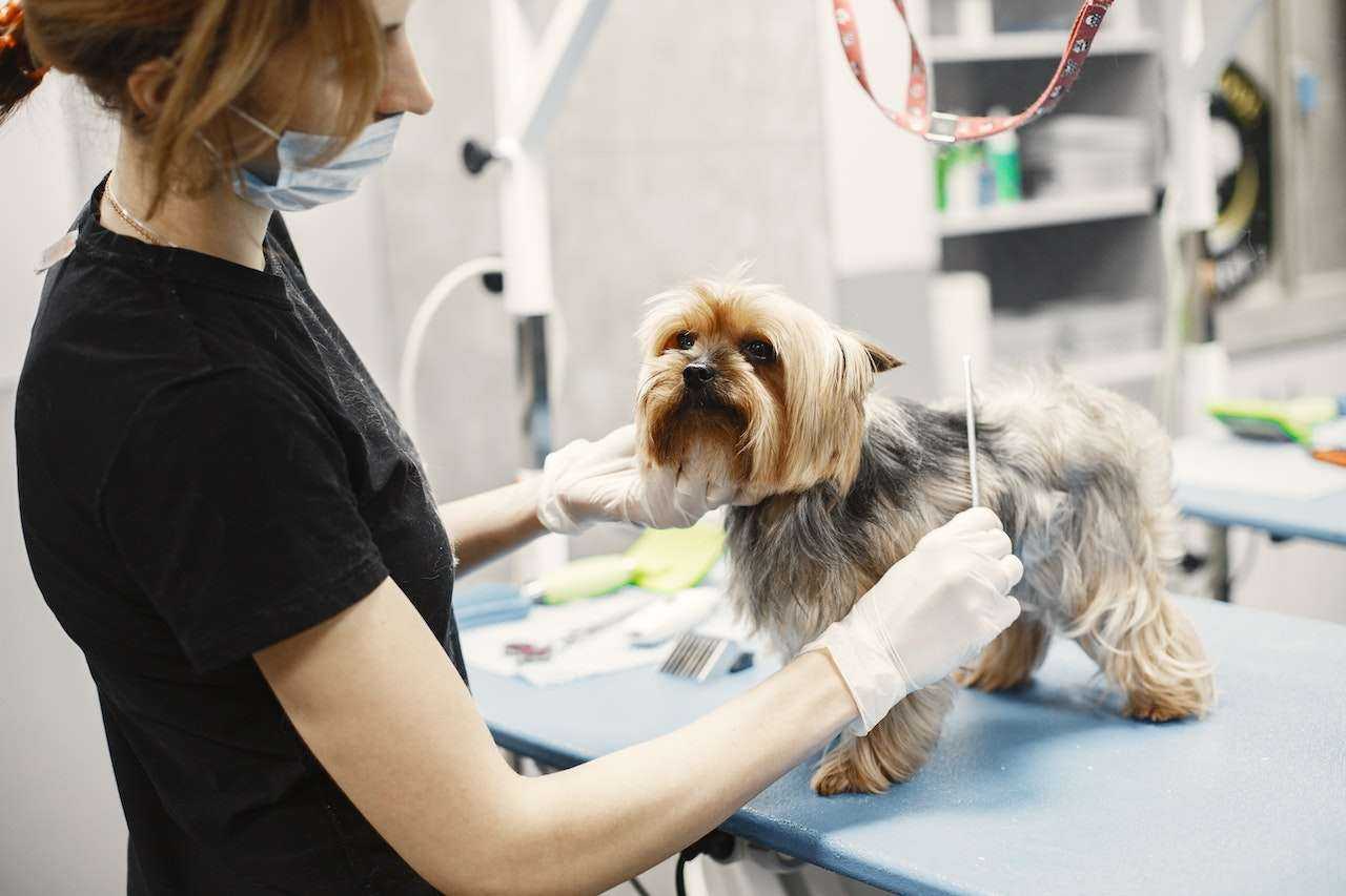 Fur-tistic Dog Grooming