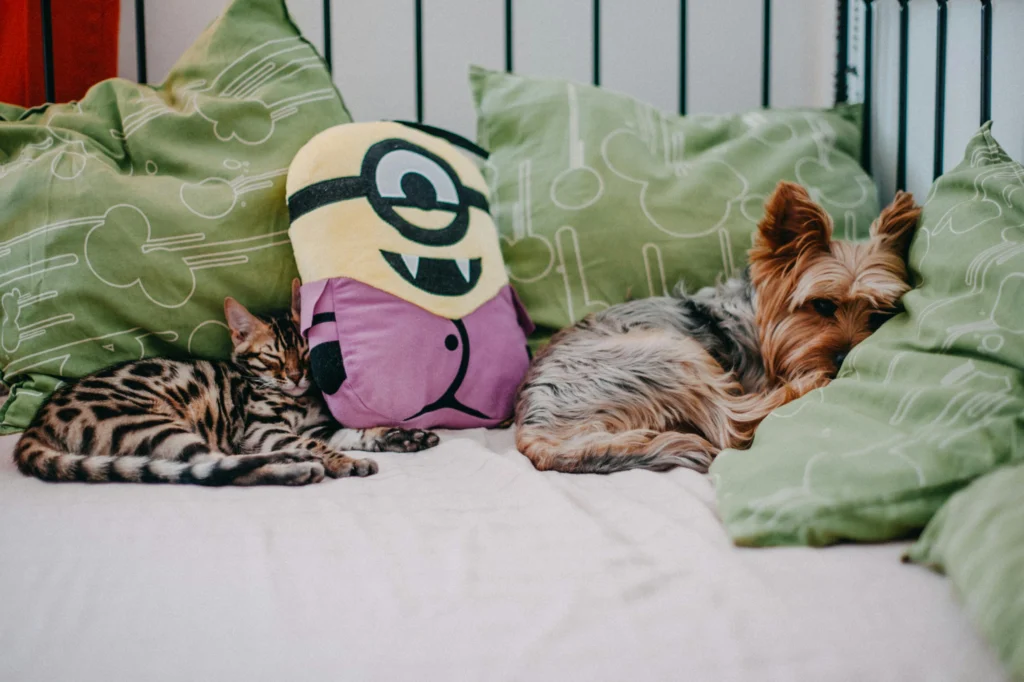 The Advantages of Regular Playtime: Keeping Your Pet Mentally Sharp