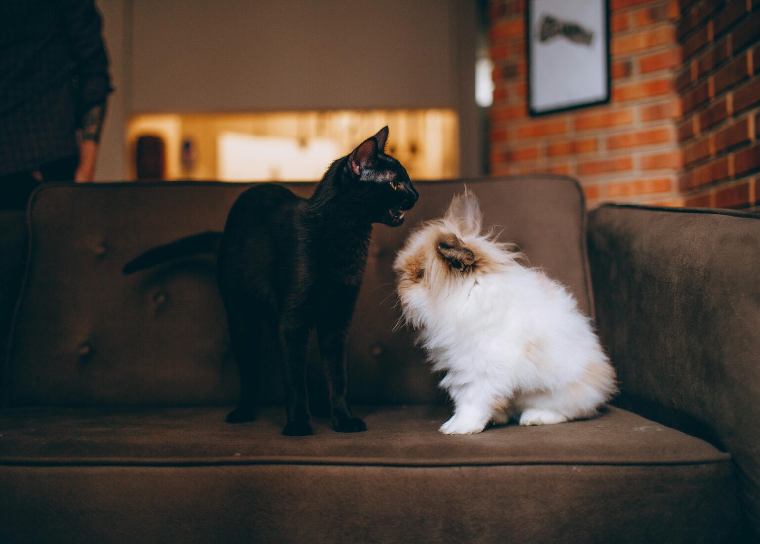 Pet-Proofing Your House: Making a Secure Haven for Your Furry Mates