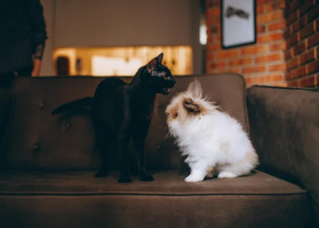 Pet-Proofing Your House: Making a Secure Haven for Your Furry Mates Pet-Proofing Your House: Making a Secure Haven for Your Furry Mates