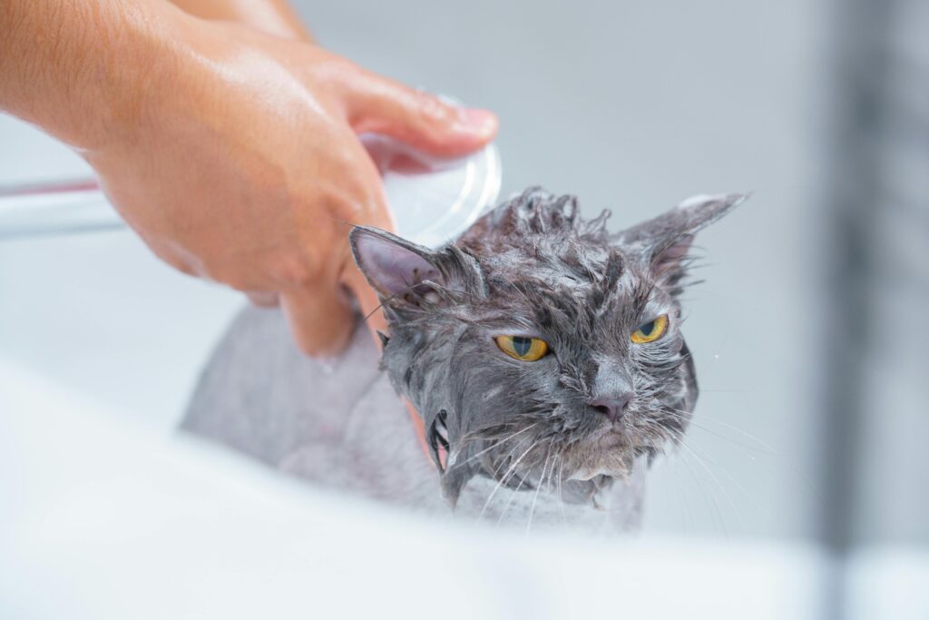 DIY Cat Bathing Tips: Keeping Fluffy Fresh and Clean