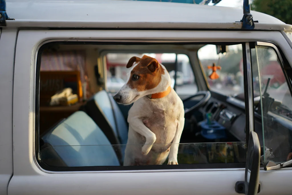 Traveling with Pets: Tips for a Stress-Free Journey
