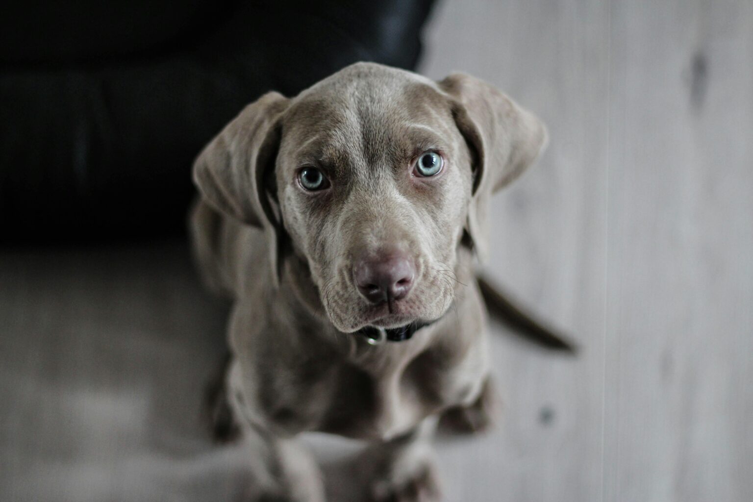 Pet Parasites: Identification, Remedy, and Prevention
