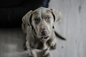 Pet Parasites: Identification, Remedy, and Prevention