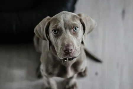 Pet Parasites: Identification, Remedy, and Prevention