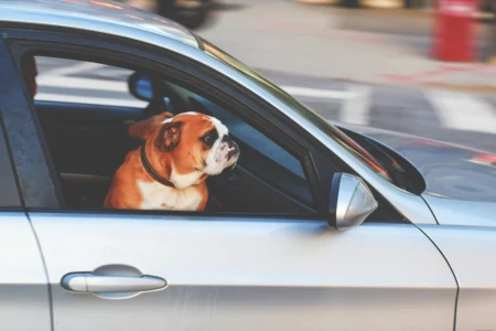 Traveling with Pets: Tips for a Stress-Free Journey