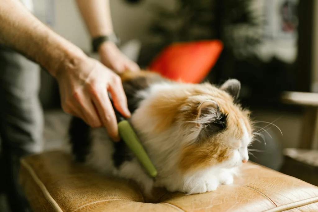 Pet Brushing Basics: How to Keep Your Pet's Coat Healthy