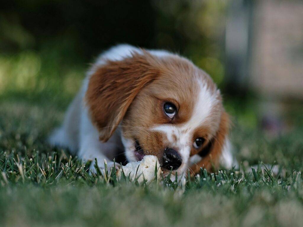 Pet-Friendly Plants: Creating a Safe Garden for Your Pet