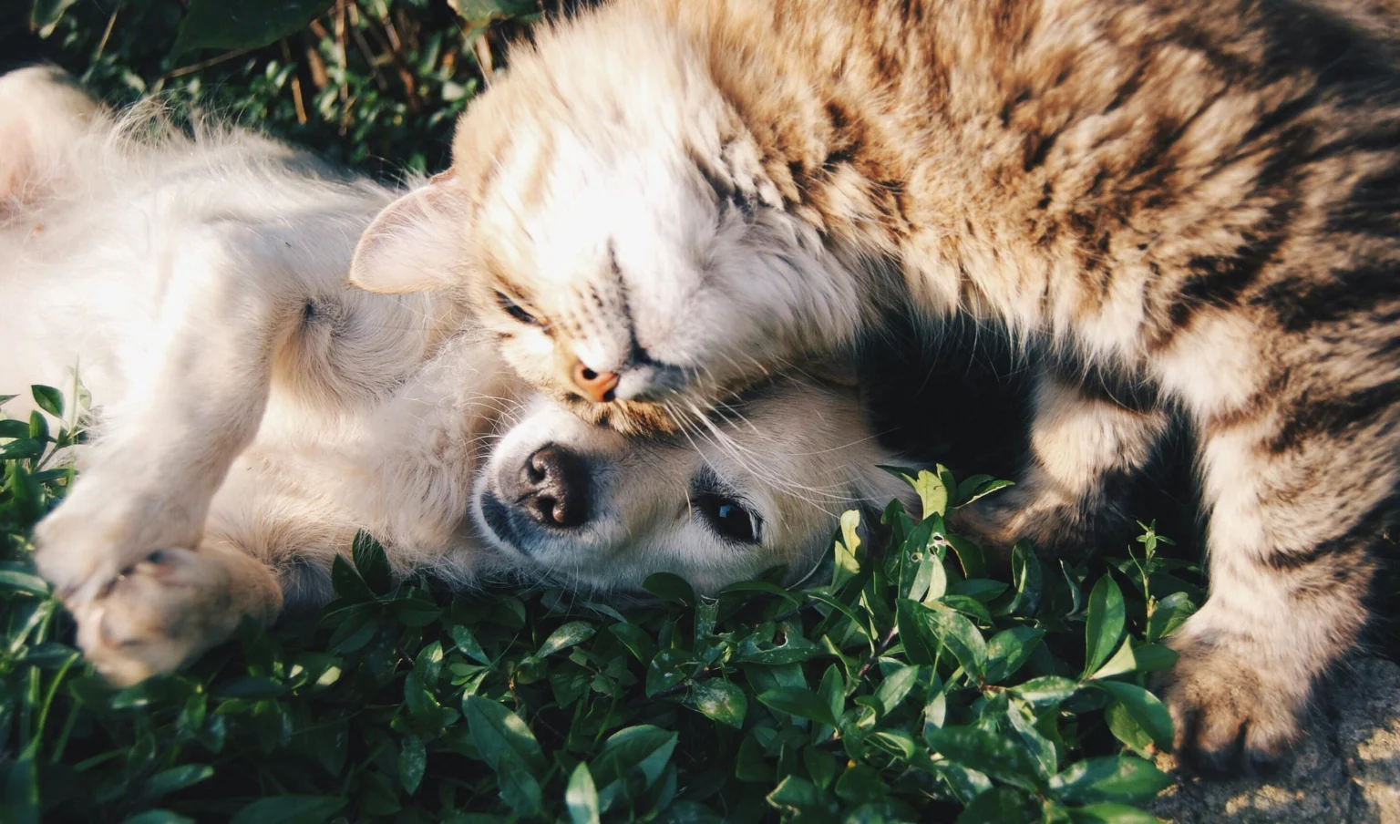 Pet First Aid Kit: Essential Supplies and Training for Pet Emergencies Pet First Aid Kit